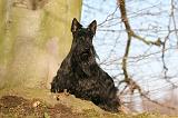 SCOTTISH TERRIER 084